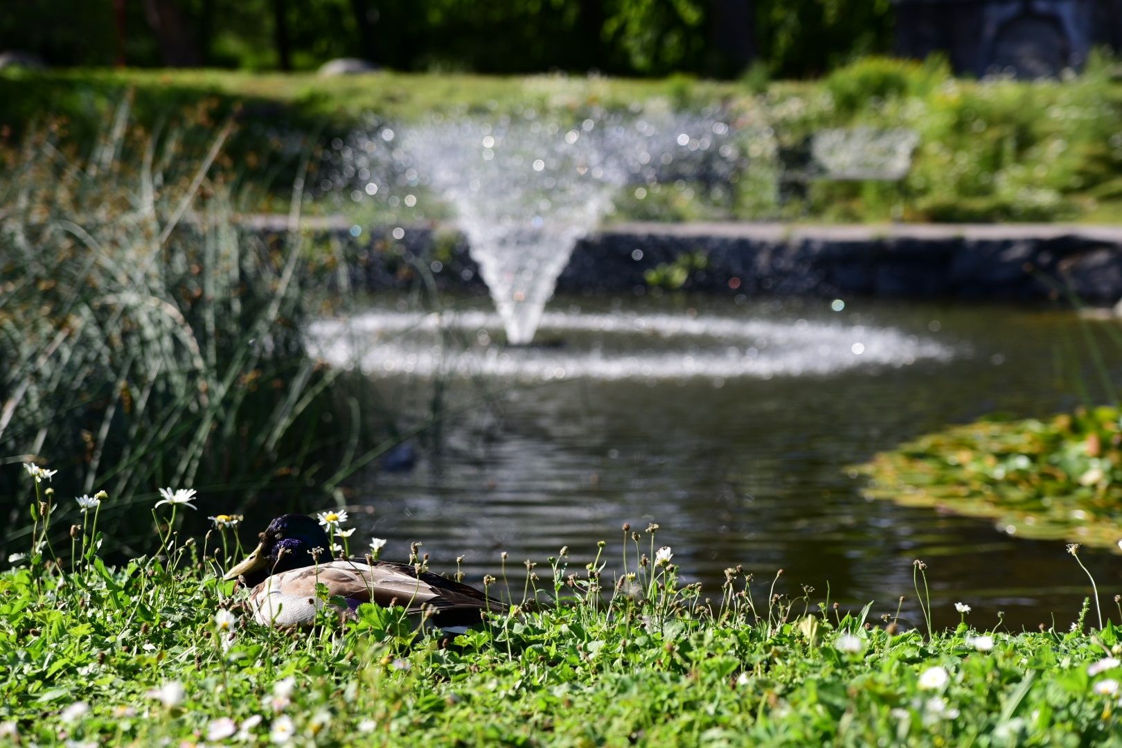 Djurgården