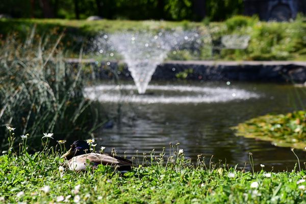 Djurgården